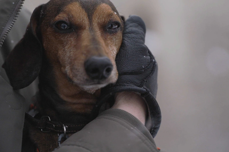 E.Jakilaičio šuo Pifas