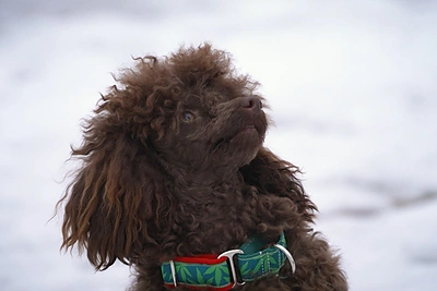 Aistės Pilvelytės augintinė Gilė / LNK nuotr.