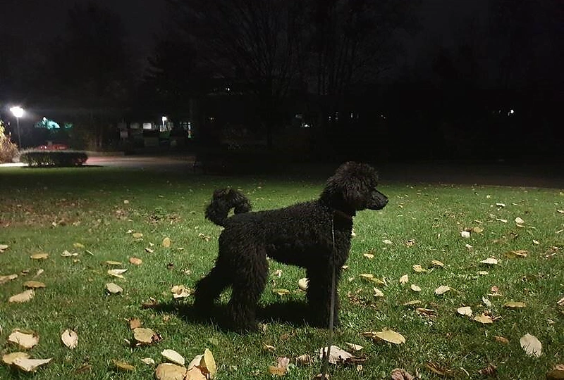 Maksas Melmanas su augintine Leksi / Asmeninio albumo nuotr.