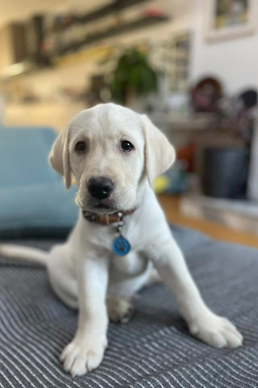 Vlados Musvydaitės augintinis Lakis / Asmeninio albumo nuotr.