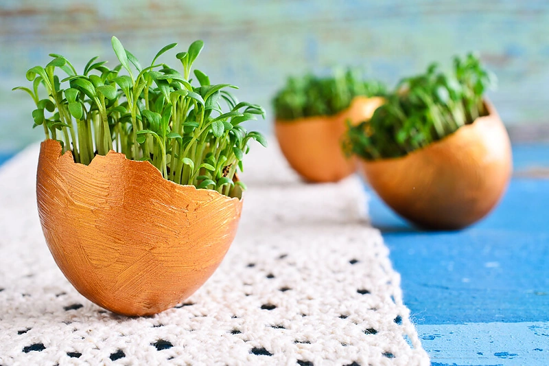 Žaliuojantys kiaušiniai