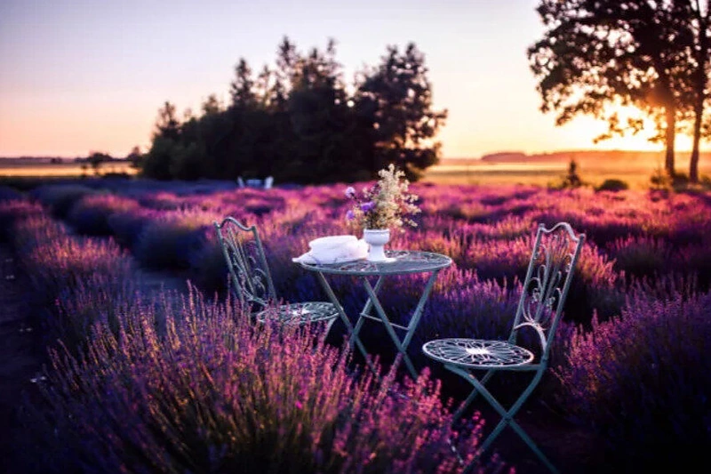 „Levandų ūkis“