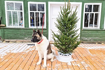 Petro Šiaučiuno ūkis / Asmeninio albumo nuotr.