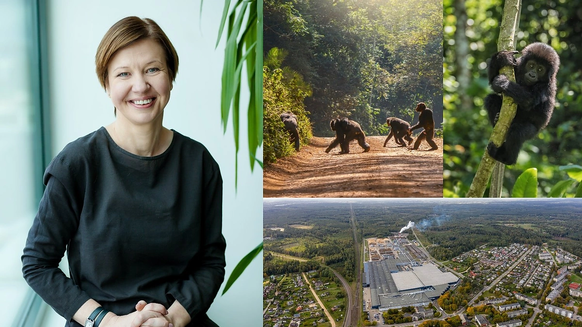 Inga Urbonavičiūtė, jos vadovaujama gamykla Kazlų Rūdoje ir kalnų gorilos Ugandoje / Asmeninio albumo ir shutterstock nuotr.