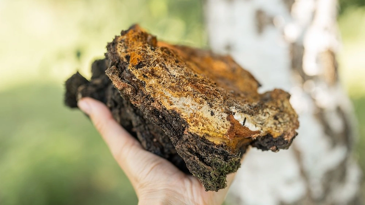 Čaga – juodojo beržo grybas. / Shutterstock nuotr.