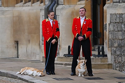 Elizabeth II laidotuvėse pagarbą atidavė jos augintiniai / AFP/„Scanpix“ nuotr.