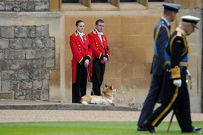 Elizabeth II laidotuvėse pagarbą atidavė jos augintiniai / AFP/„Scanpix“ nuotr.