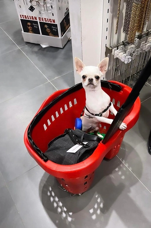 Monikos Falcon augintinis Elvis / Socialinių tinklų nuotr.