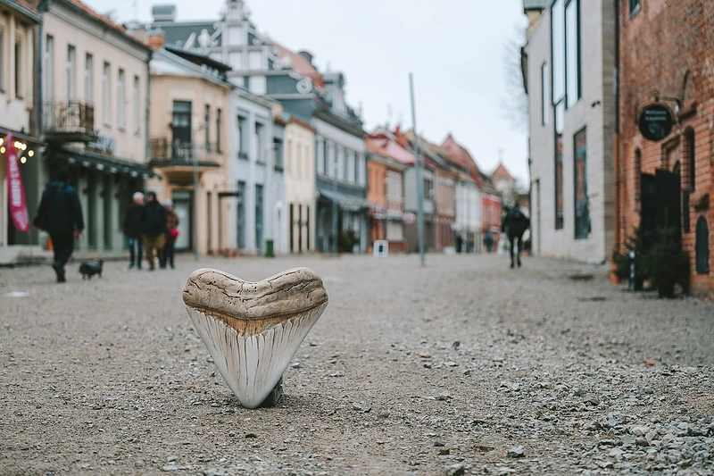 Mitinio žvėries dantis / Andriaus Aleksandravičiaus nuotr.