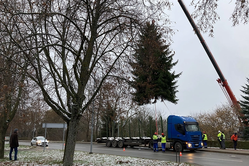 Klaipėdos universiteto Botanikos sode išauginta eglė papuoš uostamiestį per didžiąsias metų šventes. / Aurelijos Jašinskienės/15min.lt nuotr.