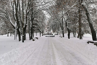 Zarasų kalėdinė eglė / Gyčio Markevičiaus nuotr.