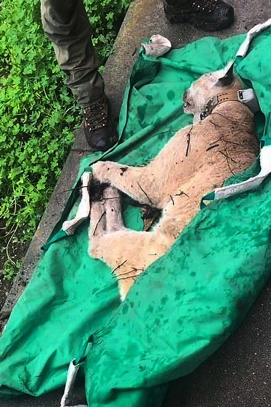 Pumos patinas P-22, vadintas „Holivudo kate“ / „Scanpix“ nuotr.