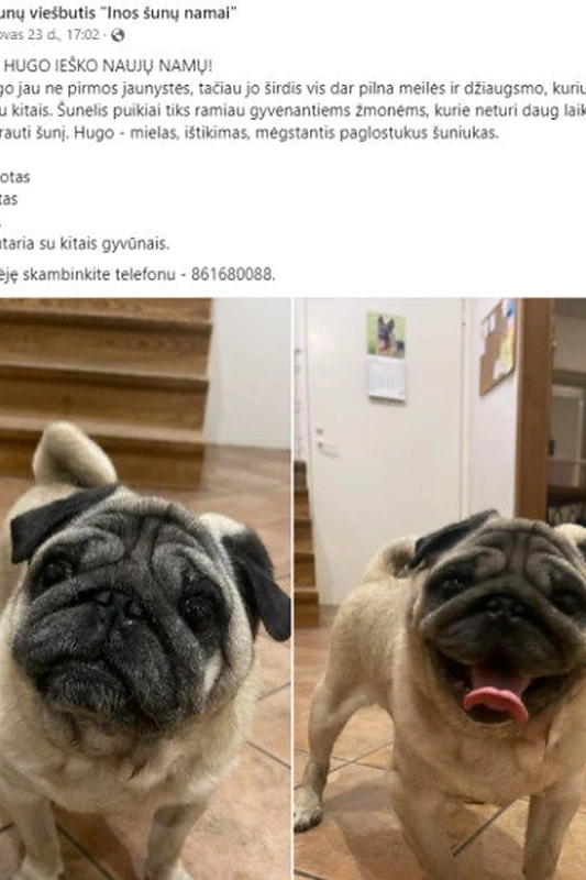 Namų ieškantis mopsas Hugo / Šunų viešbučio „Inos šunų namai“ skelbimas