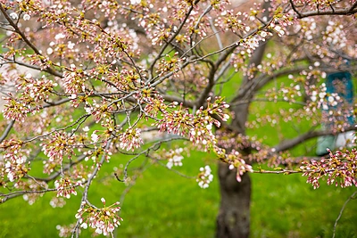 Vilniuje pradeda žydėti sakuros / Paulius Peleckis nuotr.
