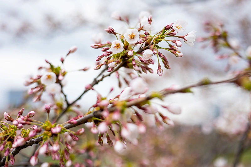 Vilniuje pradeda žydėti sakuros / Paulius Peleckis nuotr.