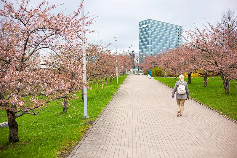 Vilniuje pradeda žydėti sakuros / Paulius Peleckis nuotr.