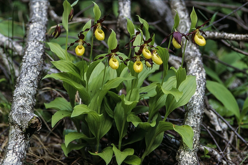 Klumpelė plačialapė / Giedrė Gedeikytė nuotr.