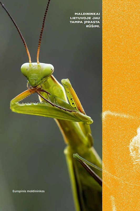 Europinis maldininkas / Mariaus Čepulio nuotr.