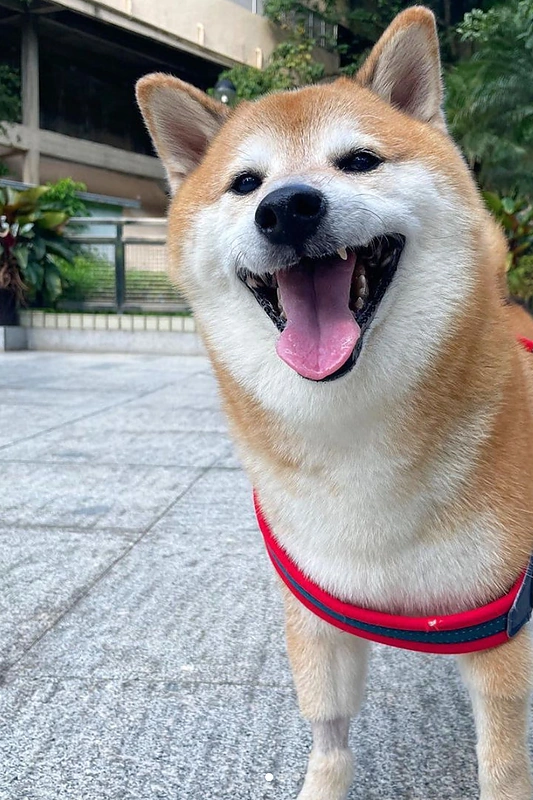 Balltze / „Instagram“ nuotr.