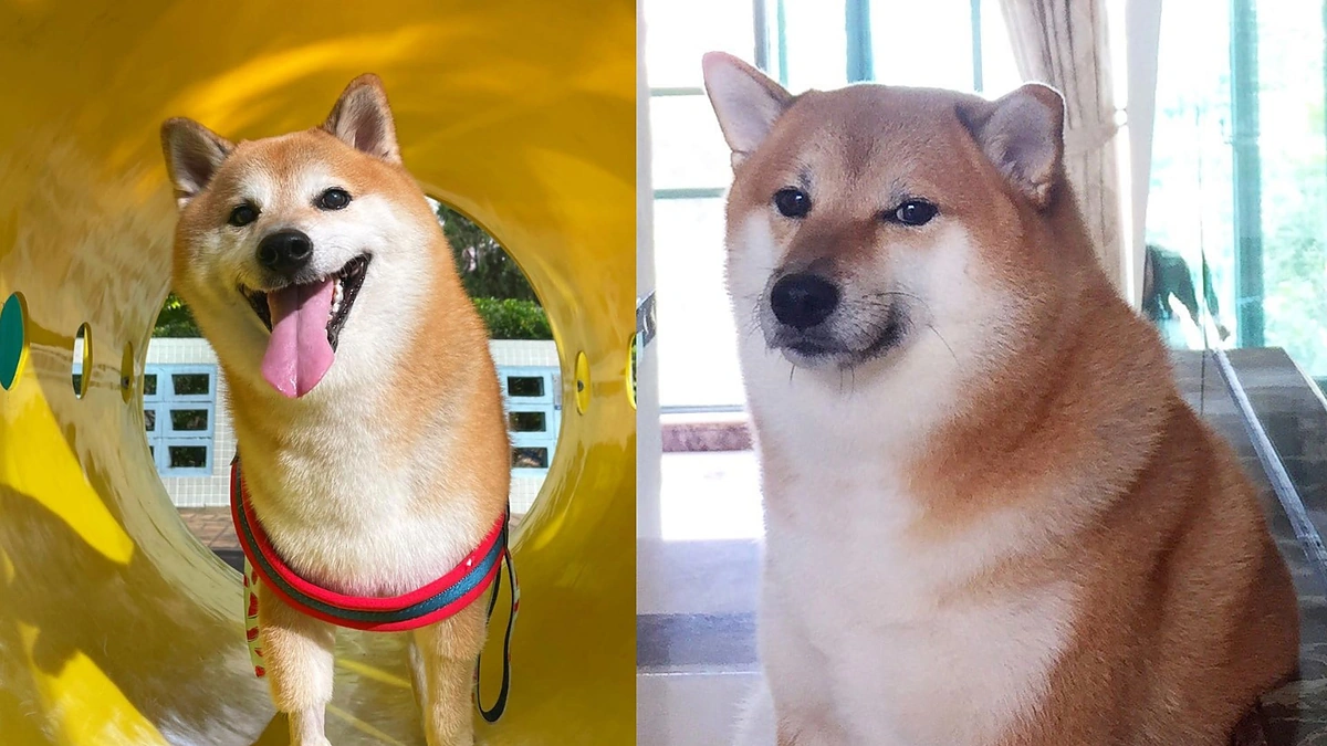 Cheemsas / „Instagram“ nuotr.