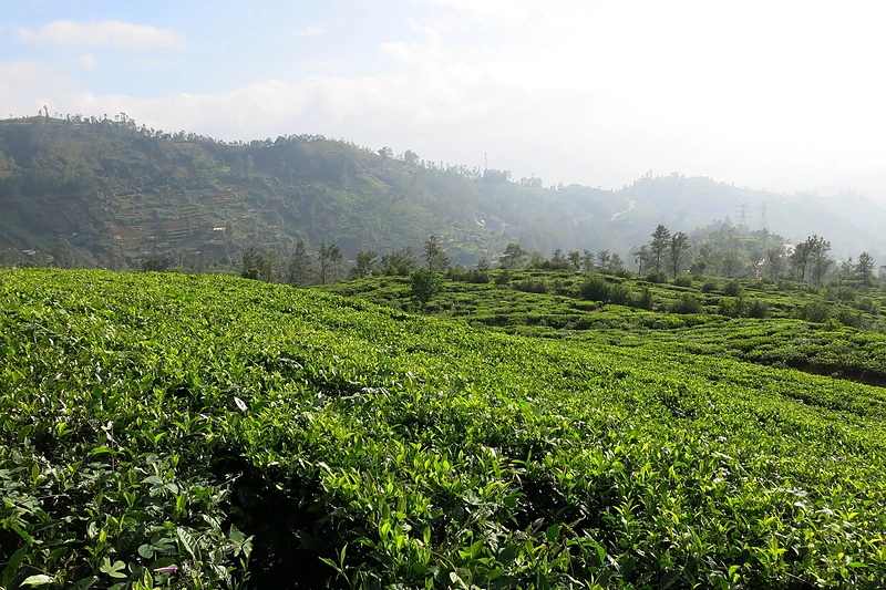 Šri Lanka – geriausia pirmoji pažintis su Azija / „Travel Planet“ nuotr.