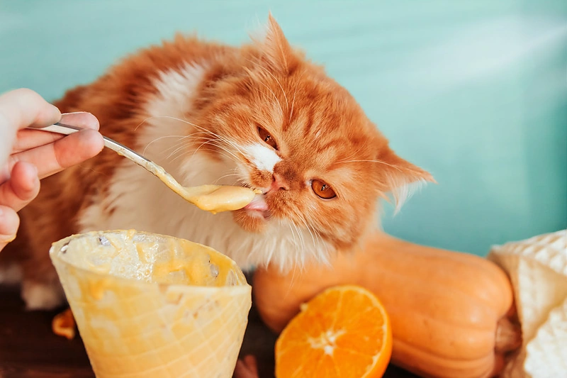 Katinas. / Shutterstock nuotr.