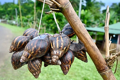 Danas Pankevičius Pusiaujo Gvinėjoje / Asmeninio albumo nuotr.