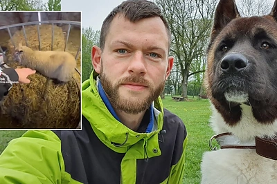 Ūkininkas P.Šiaučiūnas už avies ir šuns video sulaukė linčo teismo: „Kas gyvulių neturi – nesupras“
