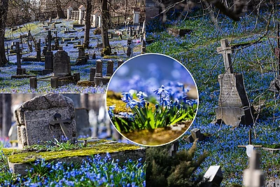 Vilniaus Bernardinų kapinėse – mėlynų scylių jūra: užburiantis pavasario paveikslas nepalieka abejingų