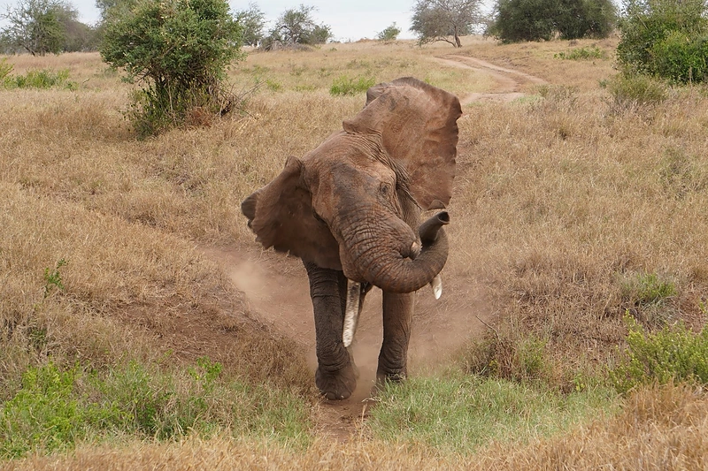 Dramblys / Shutterstock nuotr.