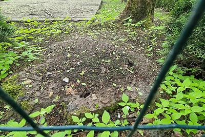 Aivaras Stumbras kaip savo teritoriją apsitvėrė valstybinį mišką / TV3 stopkadras