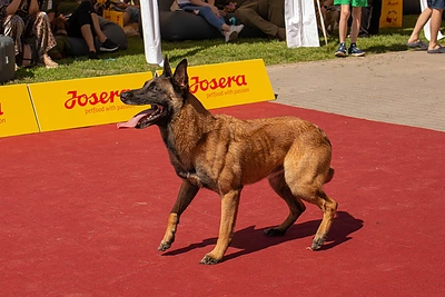 „Kauno šuns“ rinkimai / Akvilės Šurkutės nuotr.