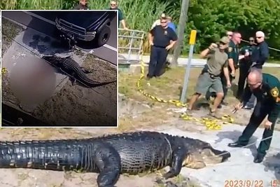 Siaubinga mirtis – 41 metų moterį surijo aligatorius: užfiksuoti vaizdai šiurpina