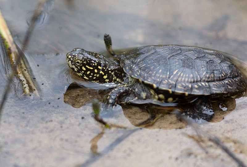 Į Dzūkiją sugrįžo 111 balinių vėžliukų / Dzūkijos-Suvalkijos saugomų teritorijų direkcijos nuotr.