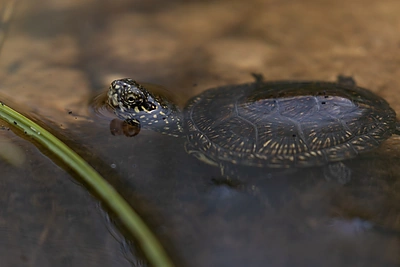 Į Dzūkiją sugrįžo 111 balinių vėžliukų / Dzūkijos-Suvalkijos saugomų teritorijų direkcijos nuotr.