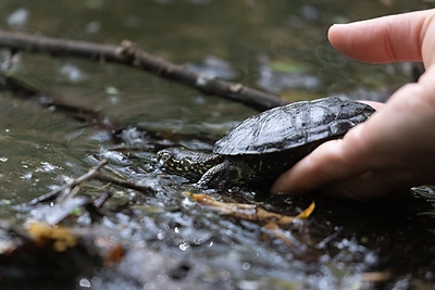 Į Dzūkiją sugrįžo 111 balinių vėžliukų / Dzūkijos-Suvalkijos saugomų teritorijų direkcijos nuotr.