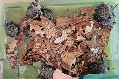 Į Dzūkiją sugrįžo 111 balinių vėžliukų / Dzūkijos-Suvalkijos saugomų teritorijų direkcijos nuotr.