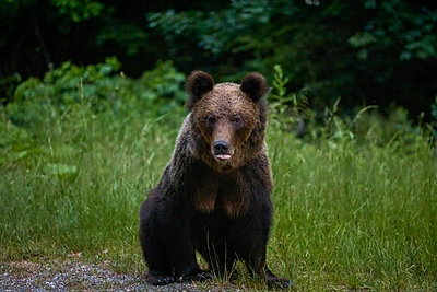 Rudojo lokio kelionė per Lietuvą tęsiasi – pastebėtas jau kitame rajone