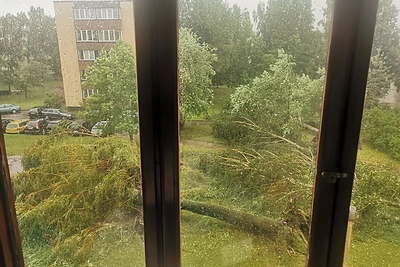 Nuvirtę medžiai Panevėžyje / Odetos Stačkūnaitės - Rickevičės nuotr.