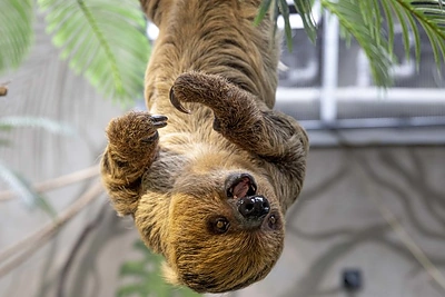 Lietuvos zoologijos sode – dvipirštis tinginys / Lietuvos zoologijos sodo nuotr.