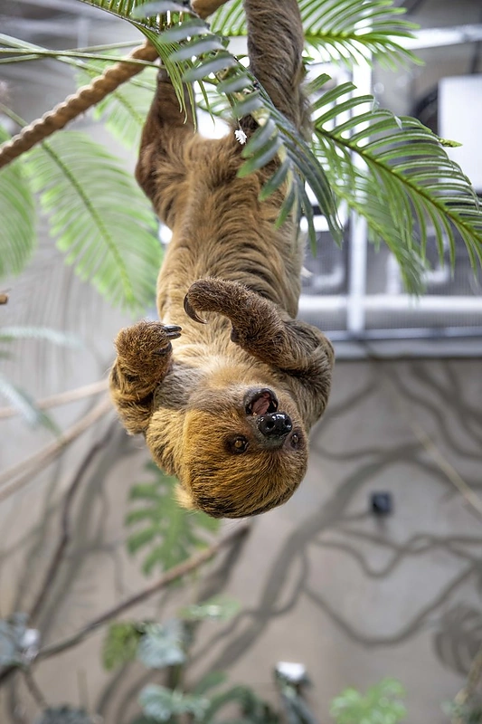 Lietuvos zoologijos sode – dvipirštis tinginys / Lietuvos zoologijos sodo nuotr.