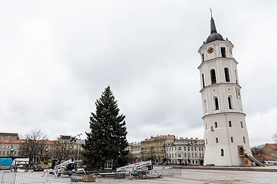 Vilniuje pradėta statyti Kalėdų eglutė / Pauliaus Peleckio / BNS nuotr.