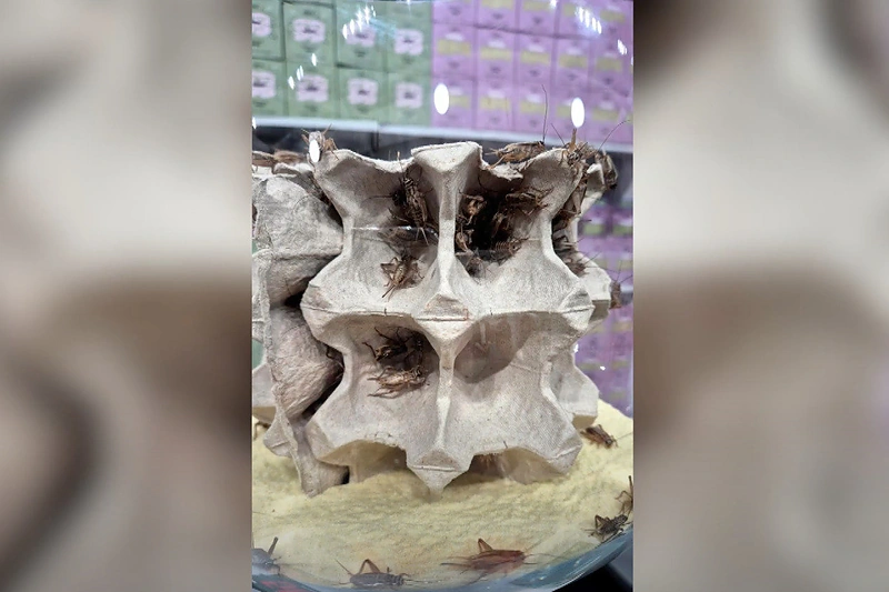 Svirpliai / „Lietuvos ryto“ nuotr.