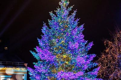 Kalėdų eglė Klaipėdoje / Eriko Ovčarenko / BNS nuotr.