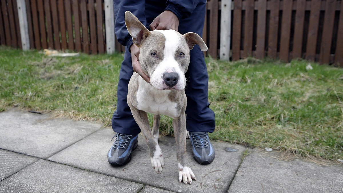 Šuo ( asociatyvi nuotrauka) / Vida Press nuotr.