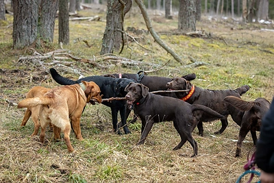 Labradorų ėjimas Labanoro girioje 2025 / Organizatorių nuotr.