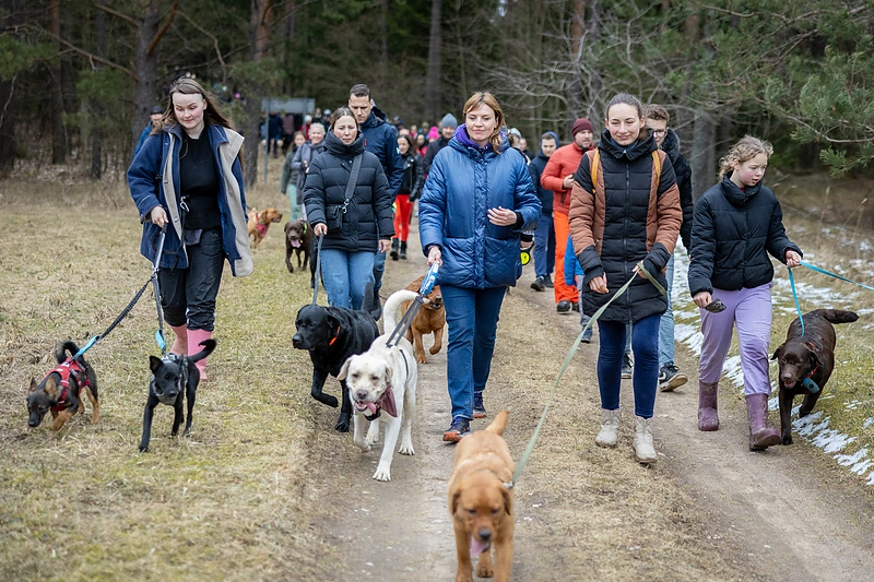 Labradorų ėjimas Labanoro girioje 2025 / Organizatorių nuotr.