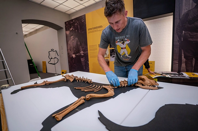Archeologas Povilas Blaževičius įrenginėja parodą „Istorija vizgina uodegą“ / S.Samsono nuotr.