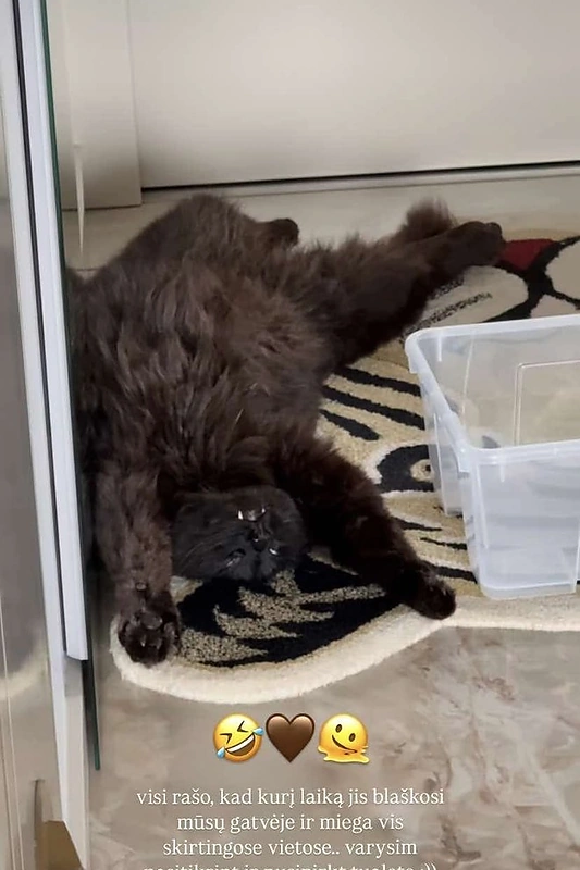 Katinas / Asmeninio archyvo nuotr.