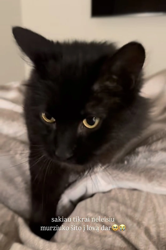 Katinas / Asmeninio archyvo nuotr.